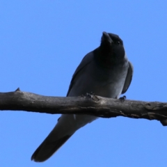 Coracina novaehollandiae at Majura, ACT - 22 Sep 2020