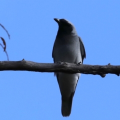 Coracina novaehollandiae at Majura, ACT - 22 Sep 2020