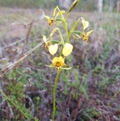 Diuris nigromontana (Black Mountain Leopard Orchid) - 1 Jan 1900 by jpittock