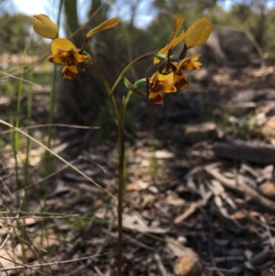 Diuris nigromontana (Black Mountain Leopard Orchid) at Gossan Hill - 22 Sep 2020 by Wen