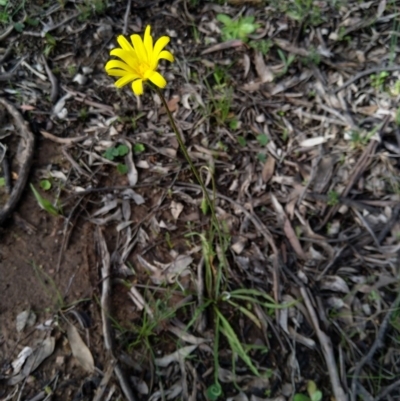 Microseris walteri (Yam Daisy, Murnong) at Stony Creek Nature Reserve - 20 Sep 2020 by Zoed