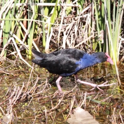 Porphyrio melanotus (Australasian Swamphen) at Throsby, ACT - 7 Sep 2020 by davobj