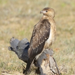 Haliastur sphenurus (Whistling Kite) at Murrah, NSW - 22 Sep 2020 by Leo
