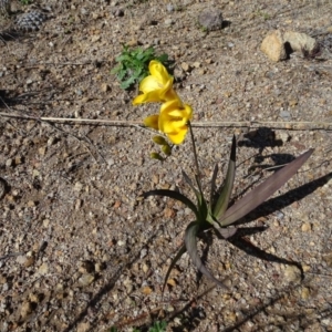 Freesia leichtlinii subsp. leichtlinii x Freesia leichtlinii subsp. alba at Isaacs, ACT - 22 Sep 2020