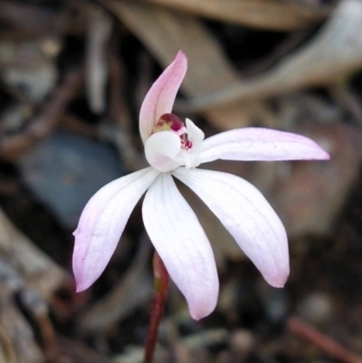 Caladenia fuscata (Dusky Fingers) at Bruce, ACT - 22 Sep 2020 by Coggo