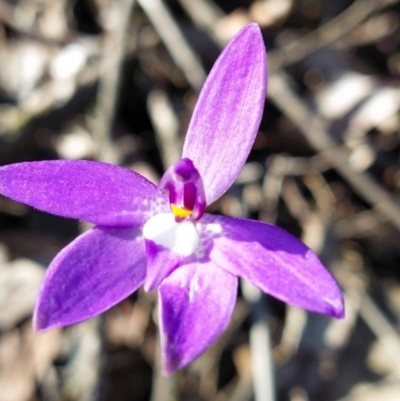 Glossodia major (Wax Lip Orchid) at Bruce, ACT - 22 Sep 2020 by Coggo