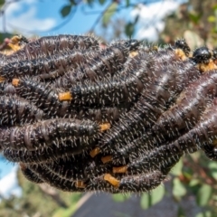 Pergidae sp. (family) (Unidentified Sawfly) at National Arboretum Forests - 22 Sep 2020 by sbittinger