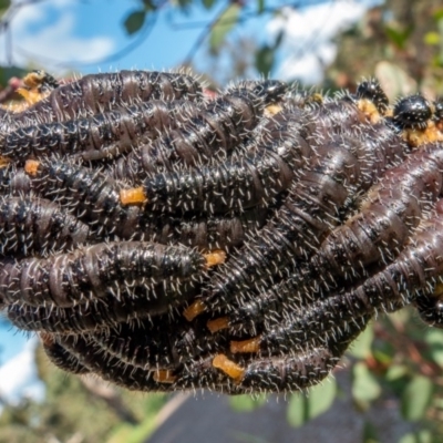 Pergidae sp. (family) (Unidentified Sawfly) at Molonglo Valley, ACT - 22 Sep 2020 by sbittinger