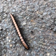 Diplopoda (class) (Unidentified millipede) at Evatt, ACT - 12 Sep 2020 by wallsi