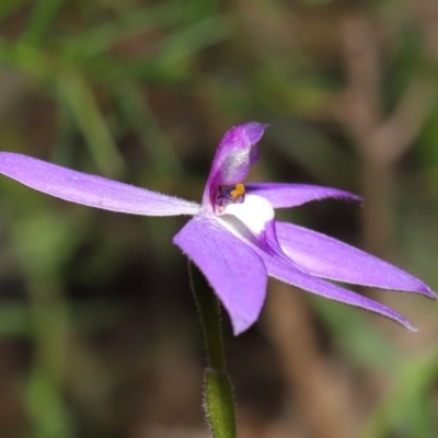 Glossodia major (Wax Lip Orchid) at Acton, ACT - 22 Sep 2020 by TimL