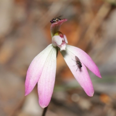 Caladenia fuscata (Dusky Fingers) at ANBG - 22 Sep 2020 by TimL