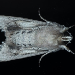 Persectania ewingii at Ainslie, ACT - 22 Sep 2020