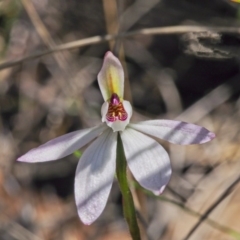 Caladenia fuscata (Dusky Fingers) at Acton, ACT - 22 Sep 2020 by BarrieR