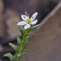 Rhytidosporum procumbens (White Marianth) at Acton, ACT - 22 Sep 2020 by BarrieR