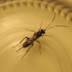 Ichneumonidae (family) (Unidentified ichneumon wasp) at Pollinator-friendly garden Conder - 14 Apr 2020 by michaelb