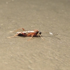 Ichneumonidae (family) at Conder, ACT - 14 Apr 2020