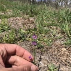 Arthropodium minus (Small Vanilla Lily) at Holt, ACT - 22 Sep 2020 by Tyson