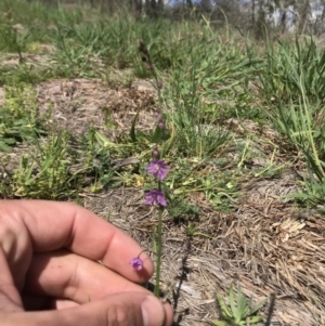 Arthropodium minus at Holt, ACT - 22 Sep 2020