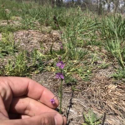 Arthropodium minus (Small Vanilla Lily) at Woodstock Nature Reserve - 22 Sep 2020 by Tyson