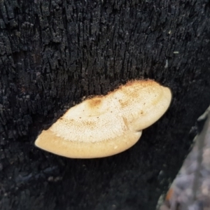 zz Polypore (shelf/hoof-like) at Paddys River, ACT - 21 Sep 2020 02:23 PM