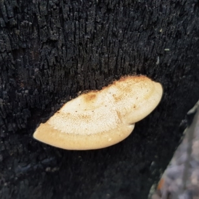 zz Polypore (shelf/hoof-like) at Tidbinbilla Nature Reserve - 21 Sep 2020 by ClubFED