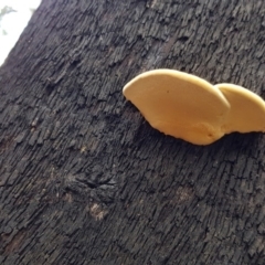 zz Polypore (shelf/hoof-like) at Paddys River, ACT - 21 Sep 2020