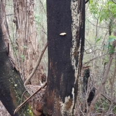 zz Polypore (shelf/hoof-like) at Paddys River, ACT - 21 Sep 2020 02:23 PM