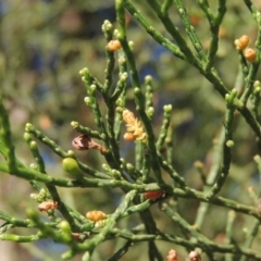 Callitris endlicheri (Black Cypress Pine) at Conder, ACT - 19 Apr 2020 by michaelb
