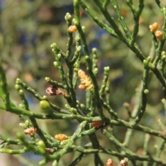 Callitris endlicheri (Black Cypress Pine) at Conder, ACT - 19 Apr 2020 by MichaelBedingfield