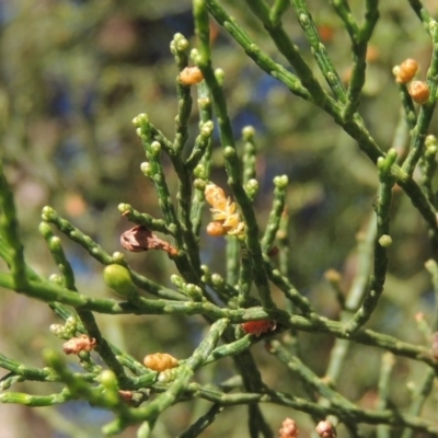 Callitris endlicheri (Black Cypress Pine) at Conder, ACT - 19 Apr 2020 by MichaelBedingfield