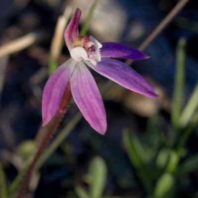 Caladenia fuscata (Dusky Fingers) at Coree, ACT - 23 Sep 2020 by JudithRoach