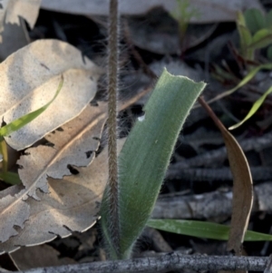 Caladenia parva at Coree, ACT - 23 Sep 2020