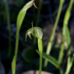 Pterostylis nutans (Nodding Greenhood) at Coree, ACT - 23 Sep 2020 by JudithRoach