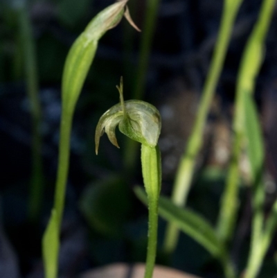 Pterostylis nutans (Nodding Greenhood) at Coree, ACT - 23 Sep 2020 by JudithRoach