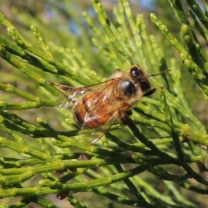 Apis mellifera at Conder, ACT - 19 Apr 2020