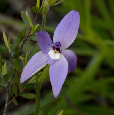 Glossodia major (Wax Lip Orchid) at Uriarra Village, ACT - 22 Sep 2020 by JudithRoach