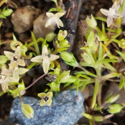 Crassula helmsii (Swamp Stonecrop) at Lyneham, ACT - 22 Sep 2020 by tpreston