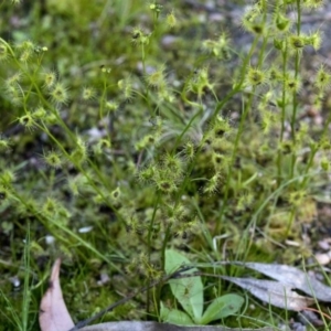 Drosera gunniana at Coree, ACT - 23 Sep 2020