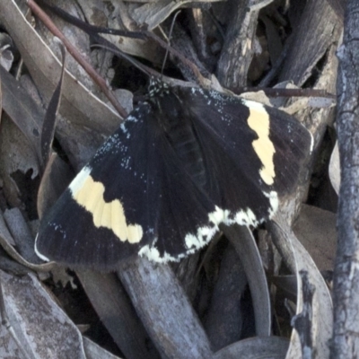 Eutrichopidia latinus (Yellow-banded Day-moth) at Coree, ACT - 22 Sep 2020 by JudithRoach