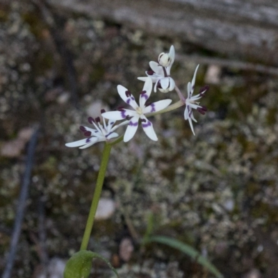 Wurmbea dioica subsp. dioica (Early Nancy) at Coree, ACT - 22 Sep 2020 by JudithRoach