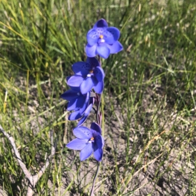 Thelymitra ixioides (Dotted Sun Orchid) at Edrom, NSW - 22 Sep 2020 by ferguss