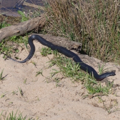 Pseudechis porphyriacus (Red-bellied Black Snake) at Bega, NSW - 23 Sep 2020 by MatthewHiggins
