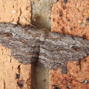 Ectropis excursaria at Conder, ACT - 8 May 2020