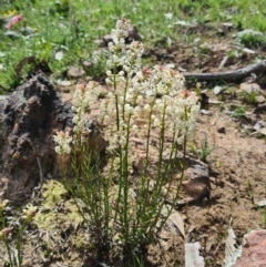 Stackhousia monogyna (Creamy Candles) at Forde, ACT - 23 Sep 2020 by Kym