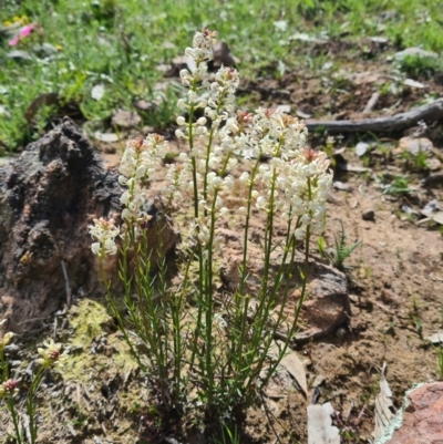 Stackhousia monogyna (Creamy Candles) at Forde, ACT - 23 Sep 2020 by Kym