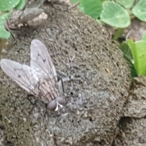 Helina sp. (genus) at O'Malley, ACT - 13 Sep 2020