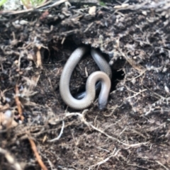 Aprasia parapulchella (Pink-tailed Worm-lizard) at Holt, ACT - 22 Sep 2020 by JasonC