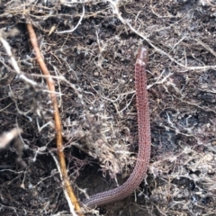 Aprasia parapulchella at Holt, ACT - suppressed