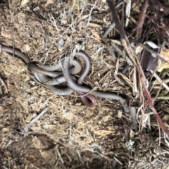 Aprasia parapulchella (Pink-tailed Worm-lizard) at Strathnairn, ACT - 22 Sep 2020 by JasonC