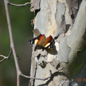 Vanessa itea at Weston, ACT - 22 Sep 2020